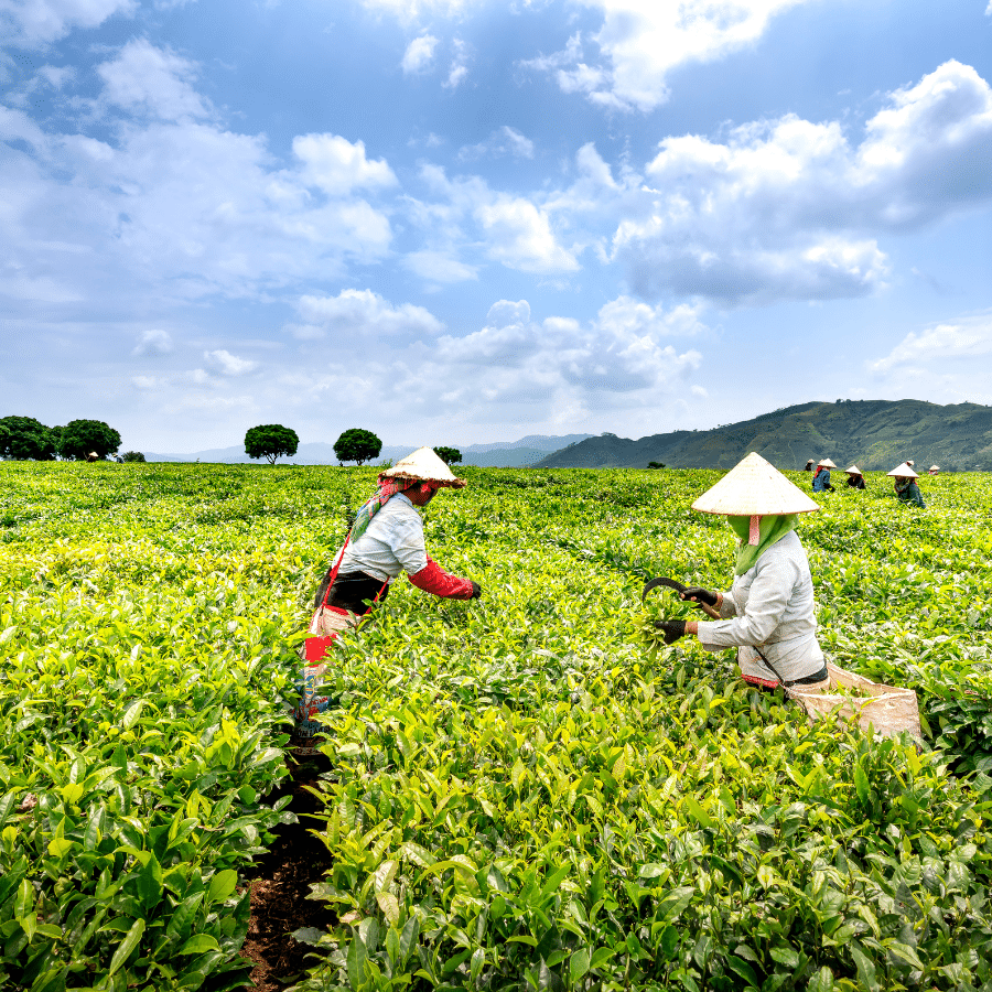 agriculture